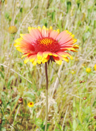 Yellow and red flowerの写真素材