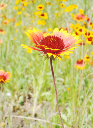 Yellow and red flowersの写真素材