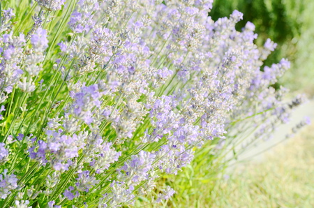 lavender flowersの写真素材