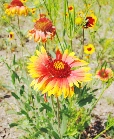 red and yellow flowersの写真素材