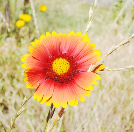 Yellow and red flowerの写真素材