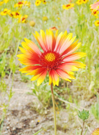 Yellow and red flowerの写真素材
