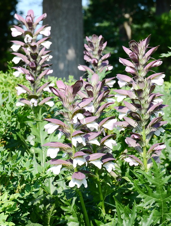 Lupine flowersの写真素材