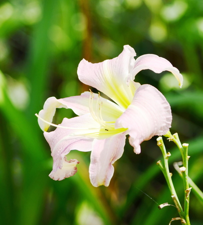 Pink lily flowerの写真素材