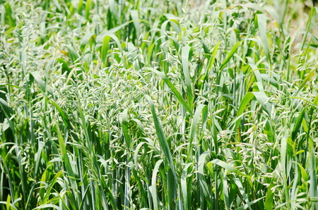 Oats growing in a fieldの写真素材