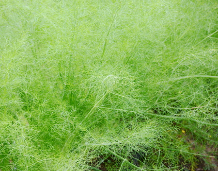 Dill plant in the gardenの写真素材