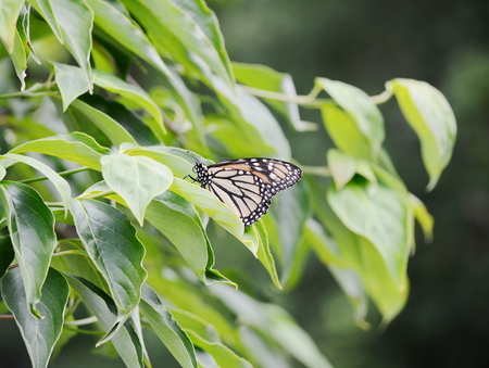 Monarch butterflyの写真素材