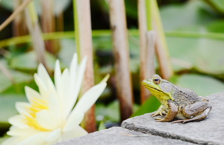 frog close up