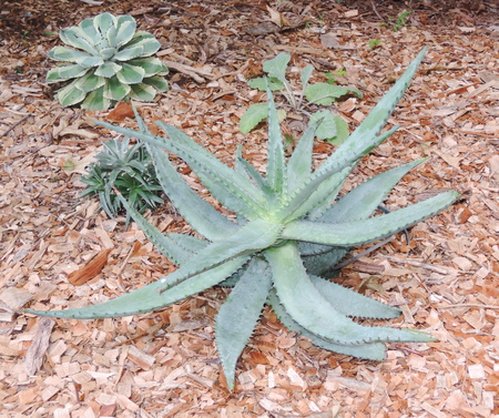 Aloe vera plantの写真素材