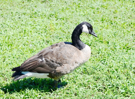Wild geeseの写真素材