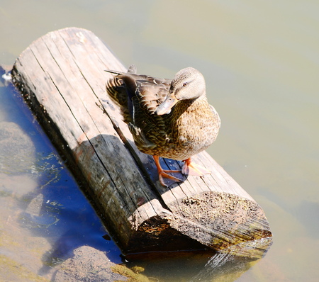 Wild Duckの写真素材