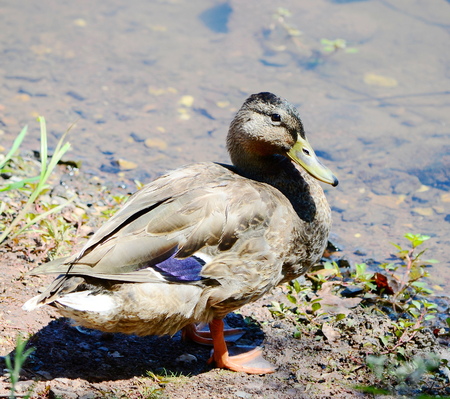 Wild Duckの写真素材
