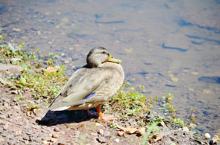 Wild Duckの写真素材