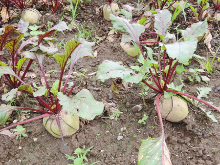 Beet plants on the country fieldの写真素材