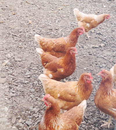 chicken on the farmの写真素材