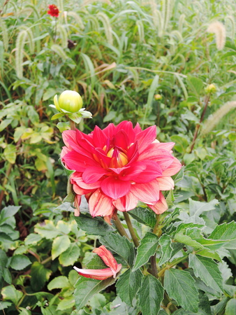 Closeup on red dahlia flowerの写真素材