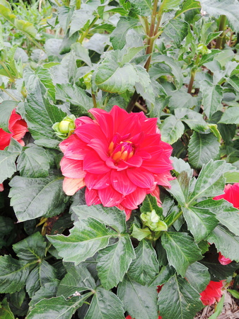 Closeup on red dahlia flowerの写真素材
