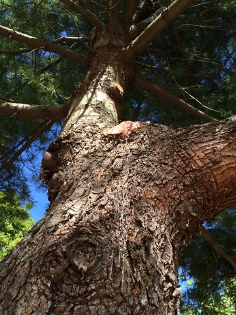 Resin on the pine treeの写真素材