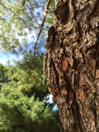 Resin on the pine treeの写真素材