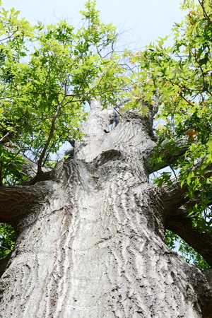acorn tree bark textureの写真素材
