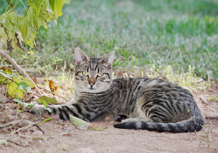 gray catの写真素材