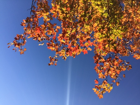Acorn treeの写真素材