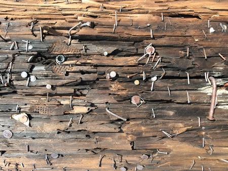 Nail on the tree bark textureの写真素材