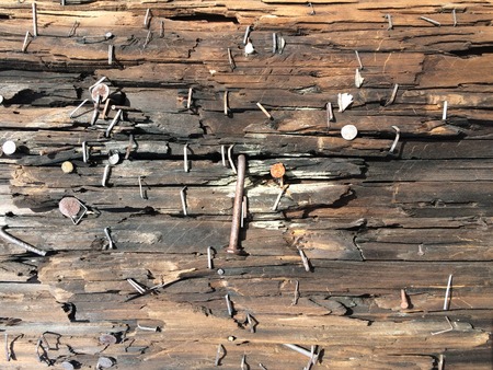 Nail on the tree bark textureの写真素材