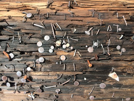 Nail on the tree bark textureの写真素材