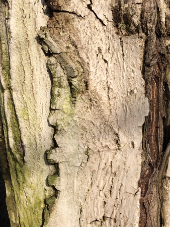 Hazelnut bark textureの写真素材