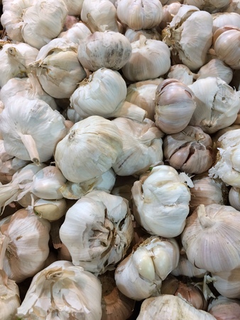 Garlicの写真素材