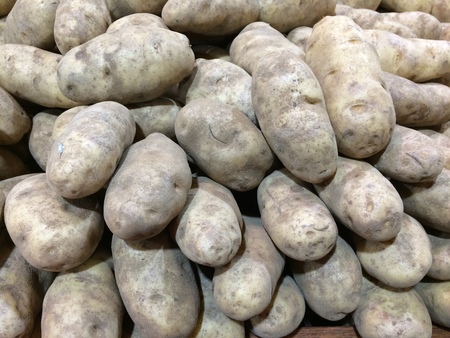 Fresh organic potatoの写真素材