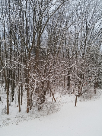 winterの写真素材