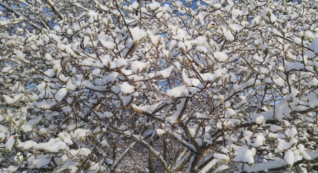 winter treeの写真素材