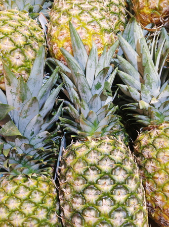 pineapleの写真素材