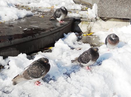 pigeonの写真素材