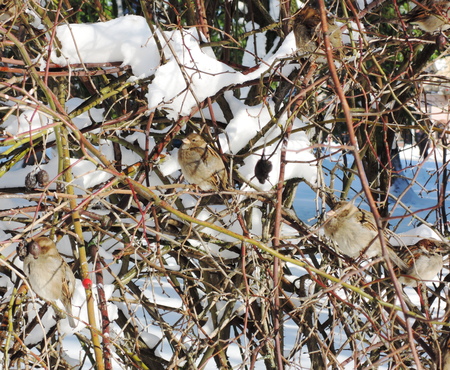 sparrow birdsの写真素材