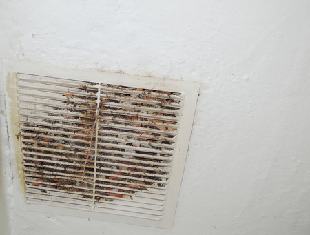 Mould wall backgroundの写真素材