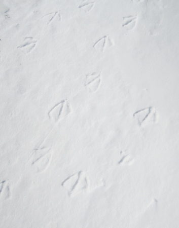geese print