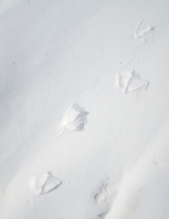 geese print