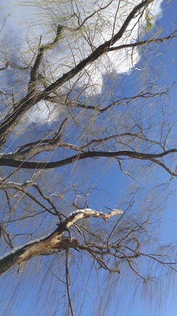 willow treeの写真素材
