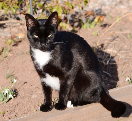 black and white catの写真素材