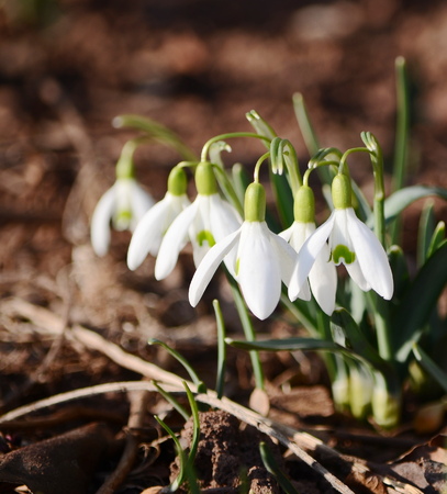 snowdrops flowersの写真素材