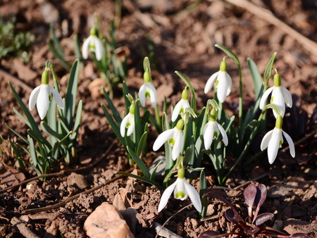 snowdrops flowersの写真素材