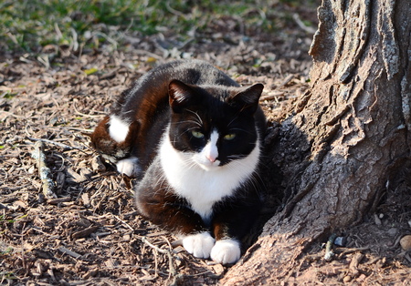 black and white catの写真素材