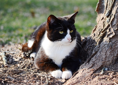 black and white catの写真素材
