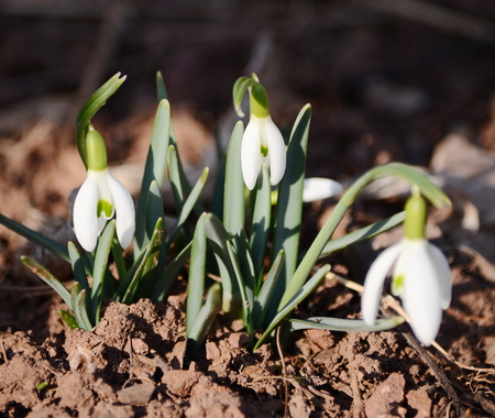 snowdrops flowersの写真素材