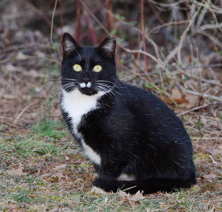 black and white catの写真素材