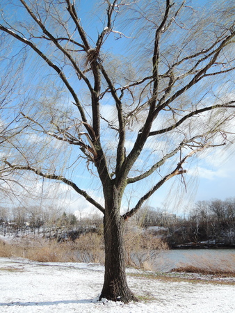 willow winter treeの写真素材