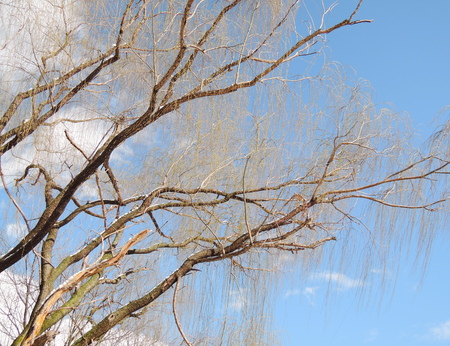 willow winter treeの写真素材